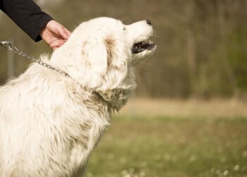 zdjęcie ilustracyjne/Pixabay