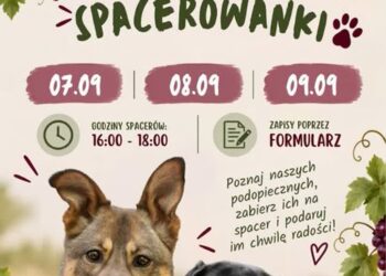 zdjęcie ilustracyjne/materiały prasowe organizatora