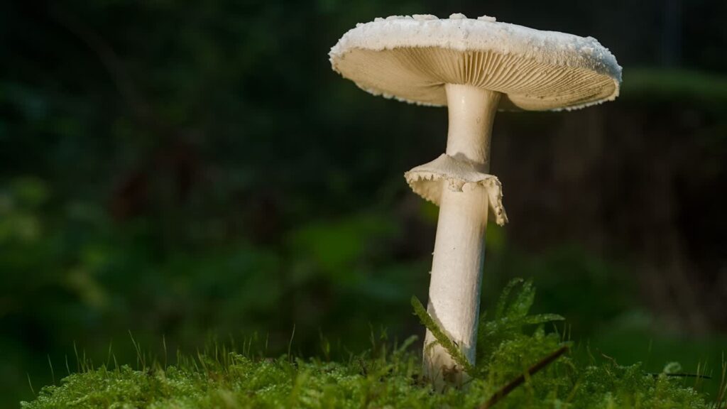 Fot. Pexels